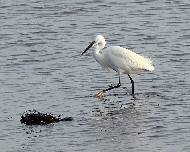 little egret